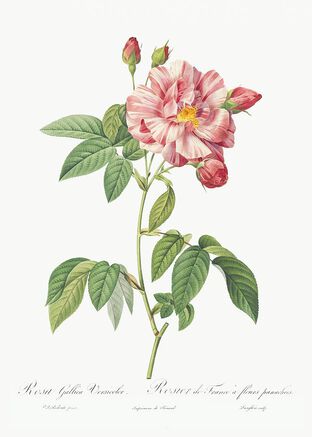 Rosa Mundi Flower